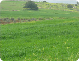 Agricultural Land